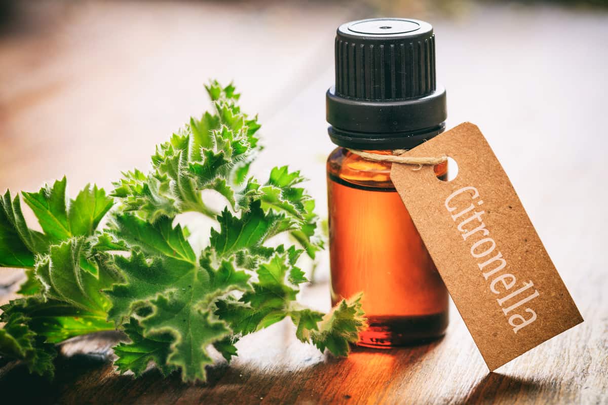 Fresh citronella leaves on wooden background with citronella oil